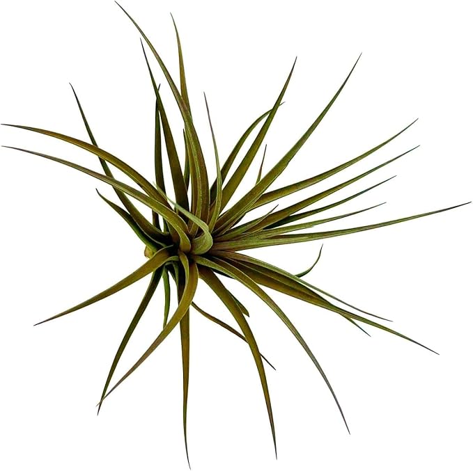 Air Plants - Flowering Tillandsia Stricta Large 5" - 3ct - Live Arrival Guaranteed - House Plants for Home Decor & Gift