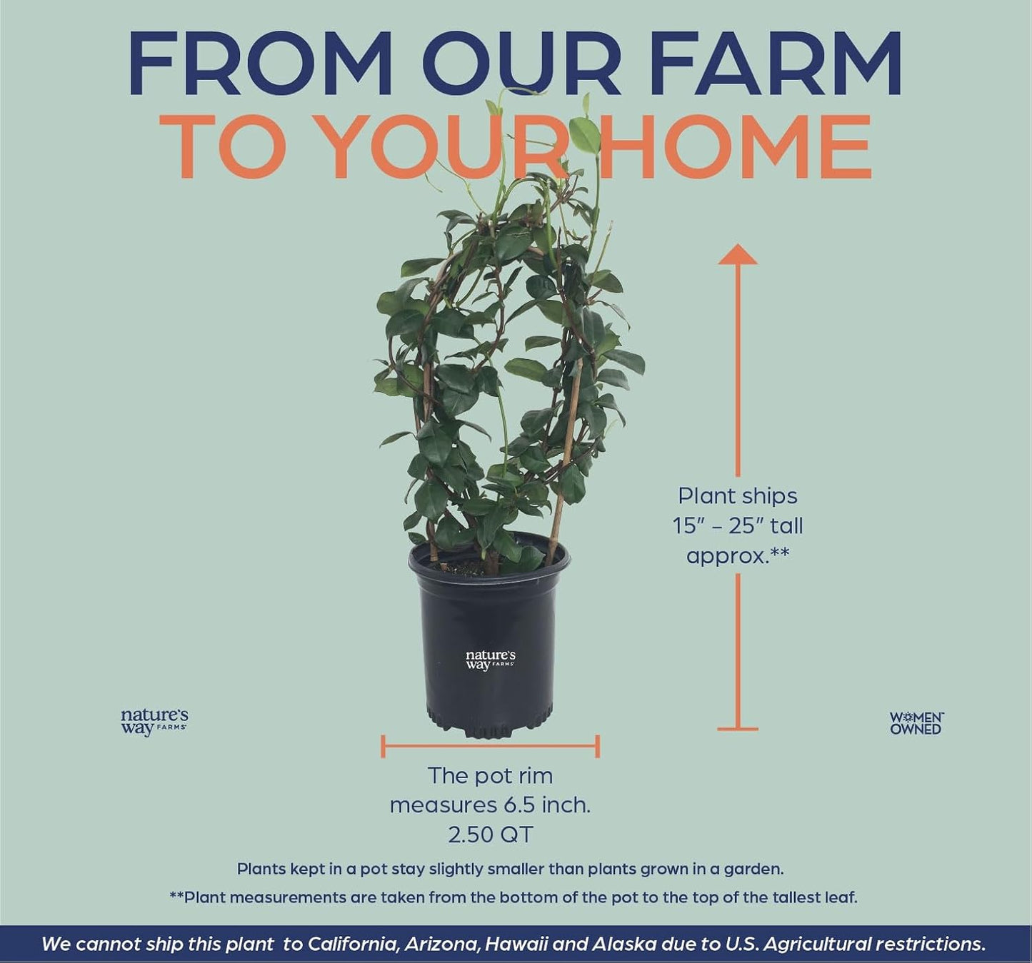 Nature’s Way Farms Jasmine Confederate Staked Outdoor Live Plant (18-24in Tall) in Grower Pot Comes Without Flowers