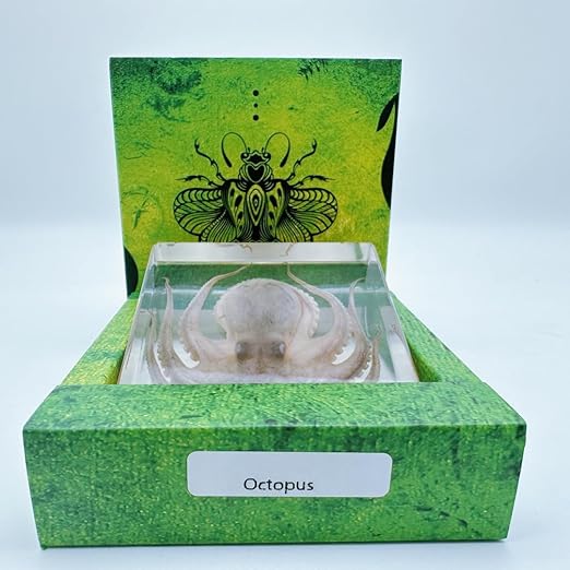 Resin-Encased Octopus Specimen: Authentic Taxidermy for Science Education, Classroom Display & Collectors - Ideal Gift for Biology Enthusiasts, Oddities Collectors & Skull Art Aficionados