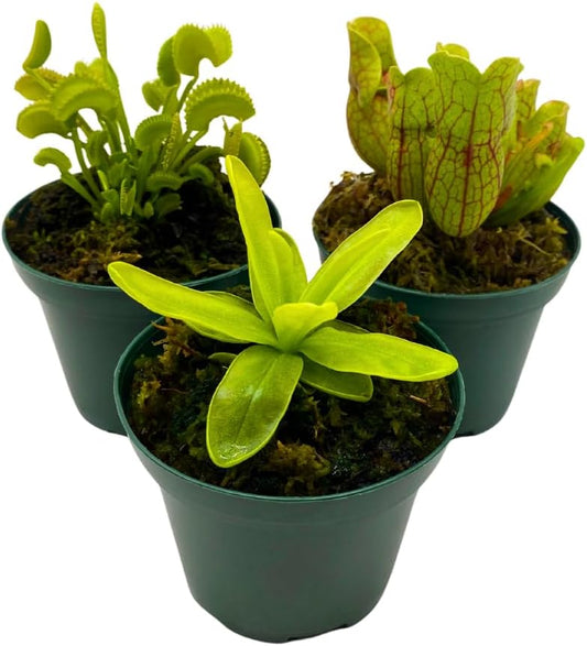 BubbleBlooms Carnivorous Assortment in 3 inch Pots Set of 3