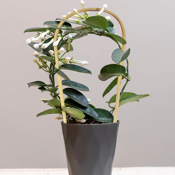 Natural U-Hoops Bamboo Plants Trellis 4Ft, Garden Trellis U-Shape for Climbing Plants, Garden Arch Support for Potted Plants, Vines, Ivy Climbing Plants, Flowers-3 Pack