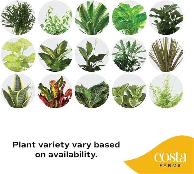 Costa Farms Live Plants (Pack of 6), Easy to Grow Live Indoor Houseplants in 3.8-Inch Plant Pots, Hand-Selected Varieties, Home and Room Decor, 8-10 Inches Tall