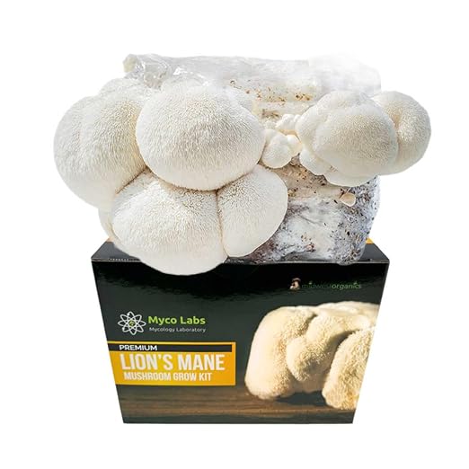 Lion's Mane Mushroom Grow Kit | Large 5.5LB Fruiting Block | Grow Your own Mushrooms Indoors