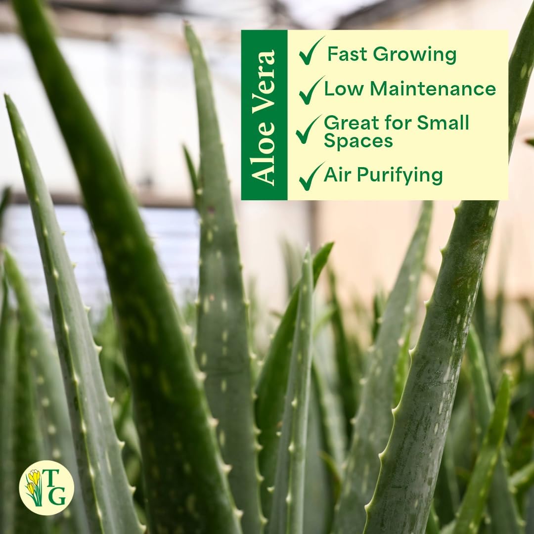 Thorsen's Greenhouse Aloe Vera, Live Indoor Plant, Aloe barbadensis, Easy to Grow, Succulent, Natural Air Purifier, 4" Diameter Pot (Natural)