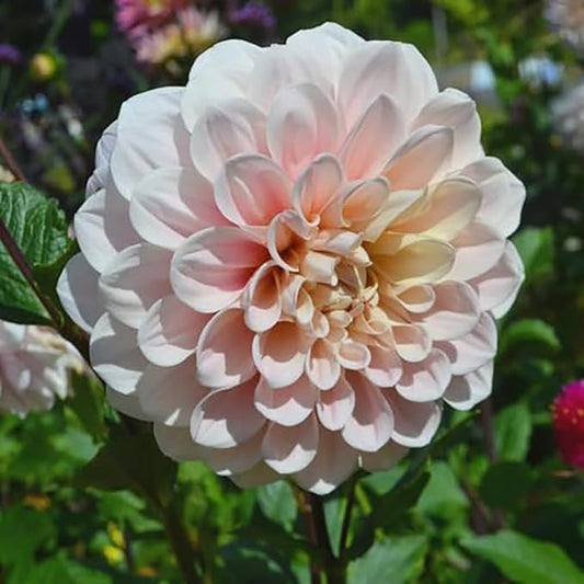 Sweet Miss Nathalie Dahlia - 5 Gallon Size Bare Root Tuber Pink - Beautiful Pink Blooms for Spring Planting 2025 - Large Tuber for Vibrant Garden Displays 5 Gallon Size Bare Root Tuber