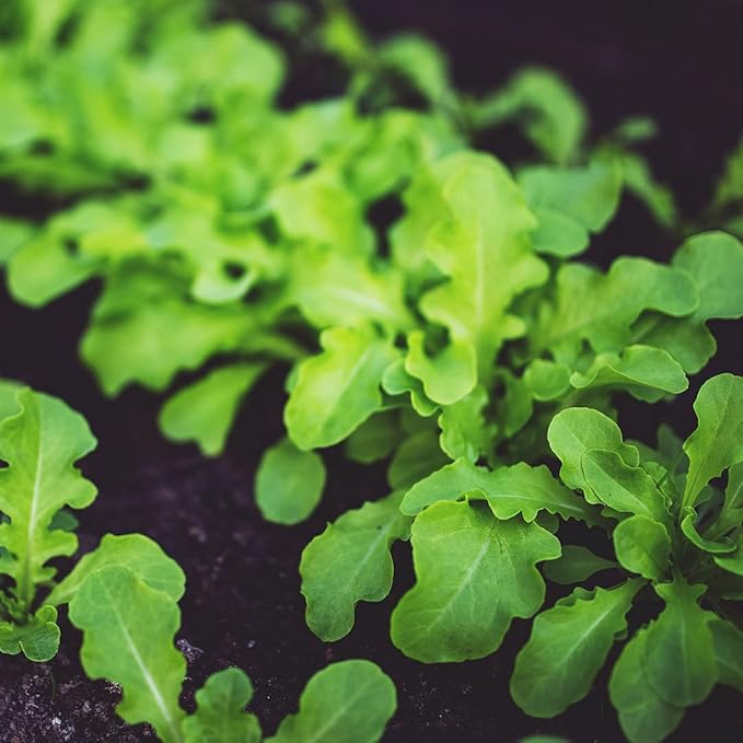 Farm Plastic Supply - Clear Greenhouse Plastic Sheeting - Ultra Durable - 8 mil - (50' x 30') - 4 Year UV Resistant Polyethylene Greenhouse Film for Gardening, Farming, Agriculture