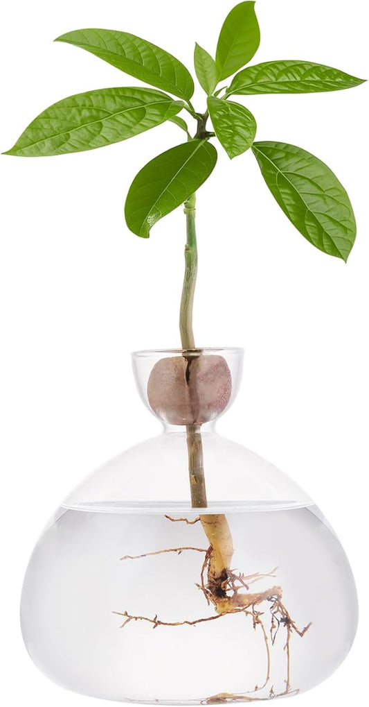 Avocado Seed Starter Vase Glass Planter for Hydroponic Plants Crystal Clear Grow Pots for Indoor Small Tree Growing Kit for Home Office Decoration