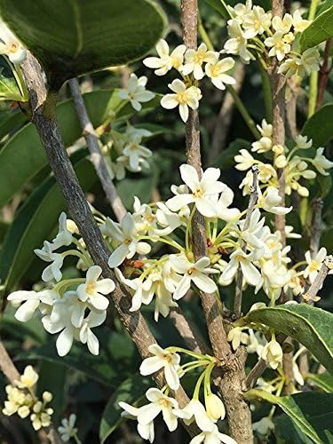 PERFECT PLANTS Tea Olive 1 gallon