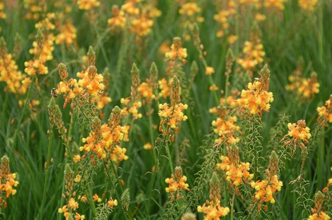 Bulbine Frutescens Hallmark Orange - 3 Live Plants - Butterfly Attracting Flowering Groundcover