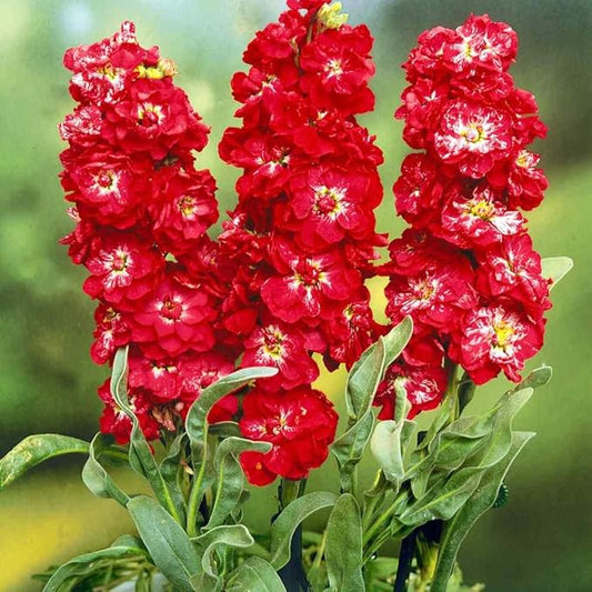 Outsidepride Ten Week Crimson Mattiola Stock Seeds - 1000 Pcs Annual Flower Seeds for Planting with Fragrant Blooms That Attract Pollinators, Compact Growth, for Cut Flower Arrangements & Containers