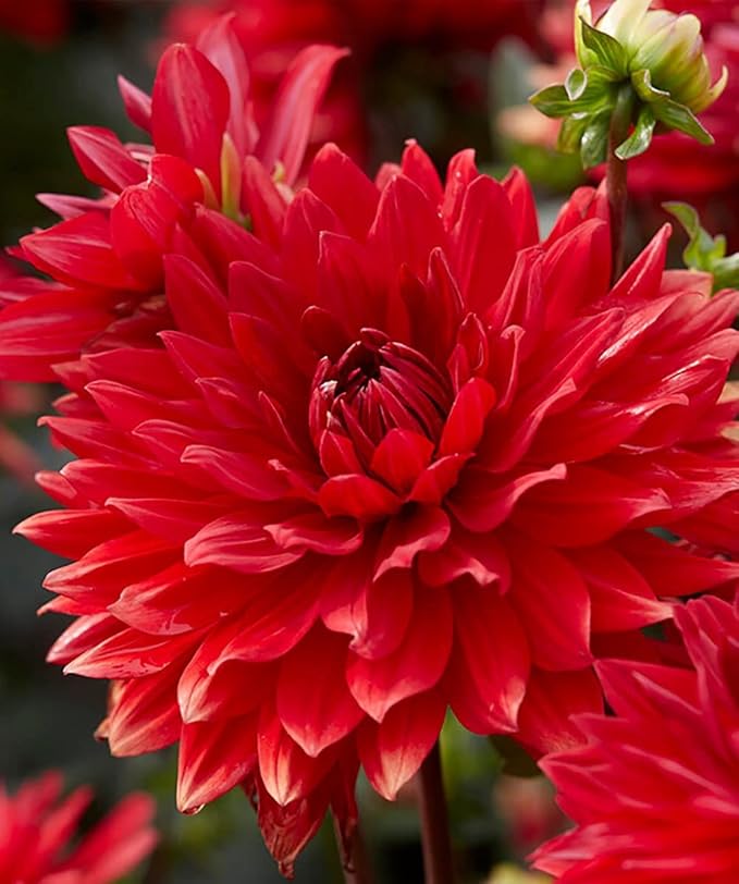 Garden Wonder Dahlia Bulbs - Stunning Dahlia Blooms, Large Flowering Dahlia Bulbs | Perennial Flower, Prefect for Cut, Easy to Grow, Attracts pollinators (2 Pack)