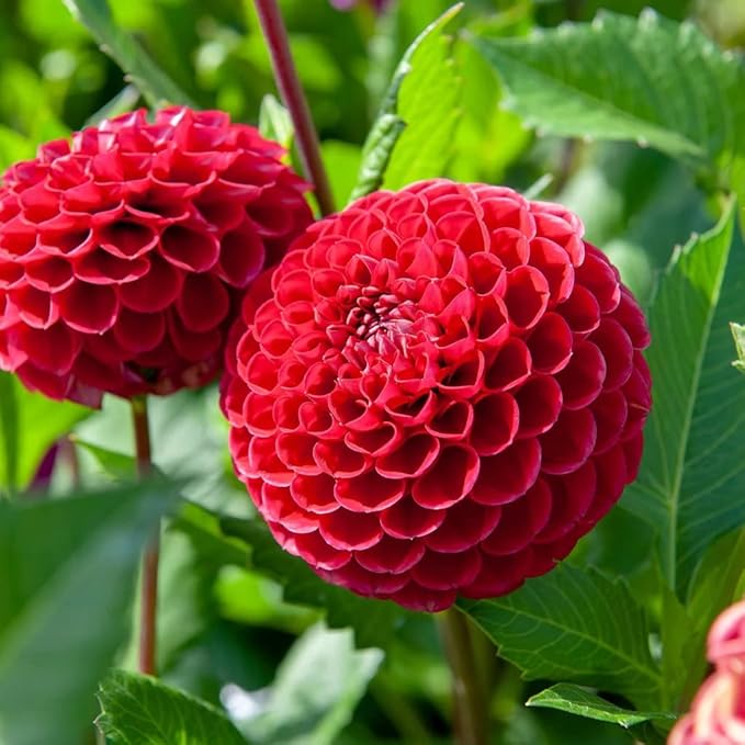 Cornel Dahlia Bulbs - Perennial Decorative Ball Dahlia - Large Blooms, Beautiful and Versatile Dahlia Flower Bulbs for Planting - Stunning Garden Display (2 Pack)