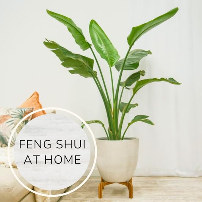 Bird of Paradise Plants Live (4-Pack), Strelitzia Plants with Perennial Orange (2) and White (2) Flowers, Indoor/Outdoor Plants, Exotic Tropical Decor, Not Artificial, 6-10" Height. 2" Pot.