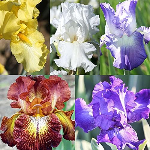 Bearded Iris Flower Bulb Mix - 5 Bulb Value Pack of Assorted Colors - Easy to Grow Fall Planting Bulbs by Willard & May