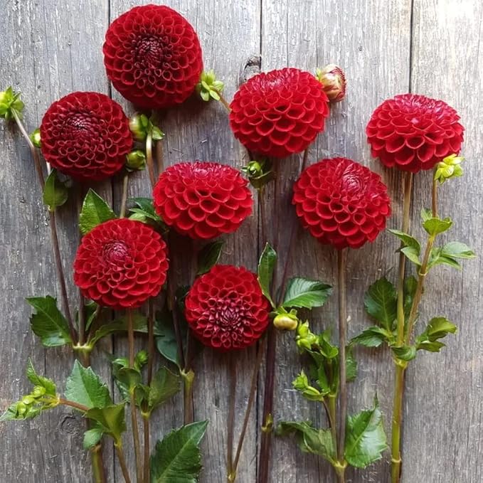Cornel Dahlia Bulbs - Perennial Decorative Ball Dahlia - Large Blooms, Beautiful and Versatile Dahlia Flower Bulbs for Planting - Stunning Garden Display (4 Pack)