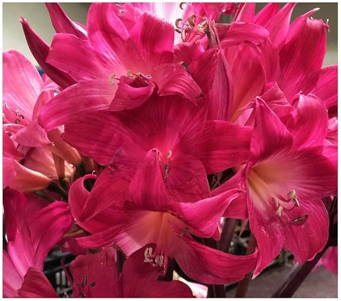 Naked Ladies Amaryllis Belladonna - 3 Pink Bulbs - Stunning Blooms for Outdoor Gardens - Easy-to-Grow Perennial Flowering Plant