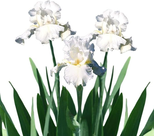 Easy to Grow Bearded Iris Immortality - 9 Plant Bulbs Rhizomes, Flowers in Spring to Fall, Full Sun Low Maintenance