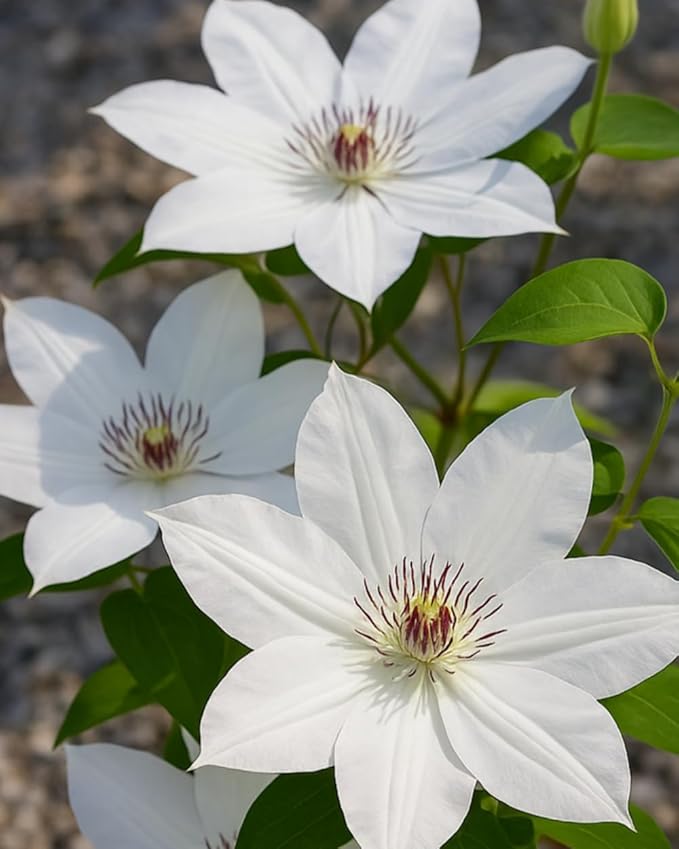 Perennial Farm Clematis 'Henryii' Hybrid – Live Flowering Vine in 4 Quart Container, Large Pure White Blooms with Creamy Centers, Long Blooming, Ideal for Trellises, Arbors & Classic Garden Displays