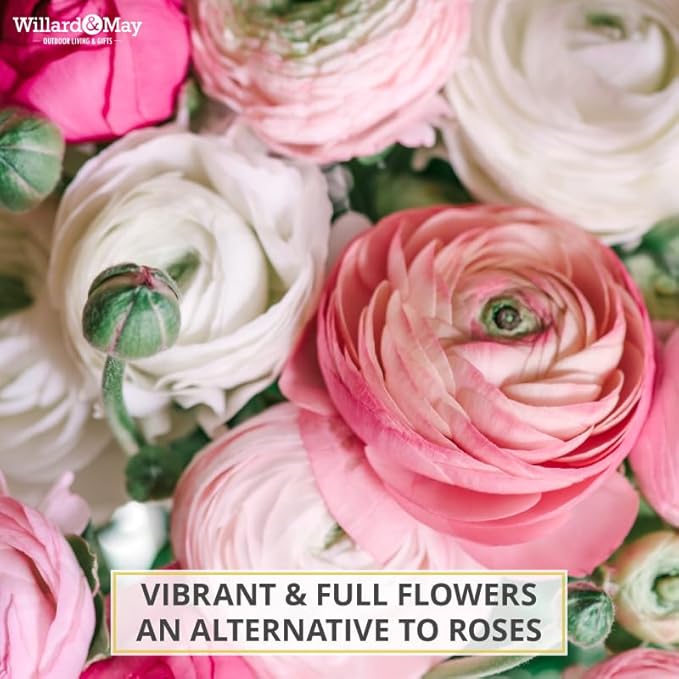 25 Pastel Mixed Ranunculus Bulbs Spring Planting - Buttercup Color Mix Value Bag - Plant in Gardens, Borders & Flowerbeds - Easy to Grow Flowers Bulbs by Willard & May