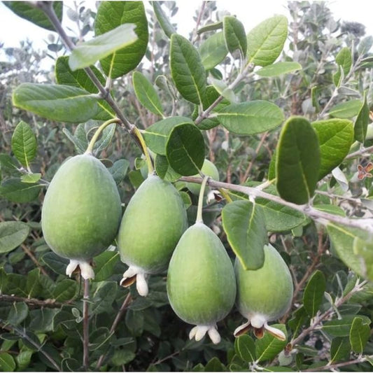 Pineapple Guava Plant Tree Live, Fragrant Guava Tree Plant for Growing, Very Well Rooted, 5 to 10 Inc Tall
