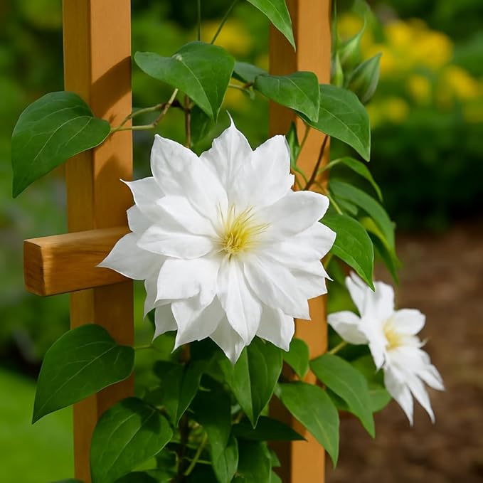 Perennial Farm Clematis 'Duchess of Edinburgh' Hybrid – Live Clematis Vine in 4 Quart Container, Elegant Double White Blooms, Long Blooming, Ideal for Trellises, Arbors & Classic Garden Displays