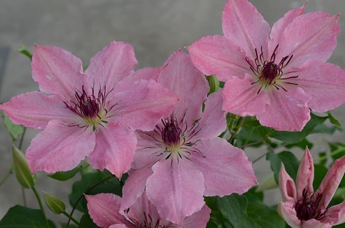 Perennial Farm Clematis Boulevard® Sarah Elizabeth™ Hybrid – Live Flowering Vine in 4 Quart Container, Soft Pink Blooms, Compact Habit, Long Blooming, Perfect for Trellises, Containers & Small Spaces