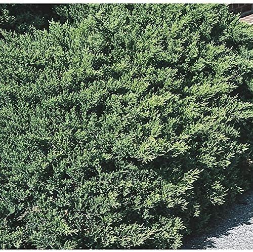 San Jose Juniper | 20 Live Plants | Juniperus Chinensis | Bonsai Drought Tolerant Cold Hardy Evergreen Groundcover