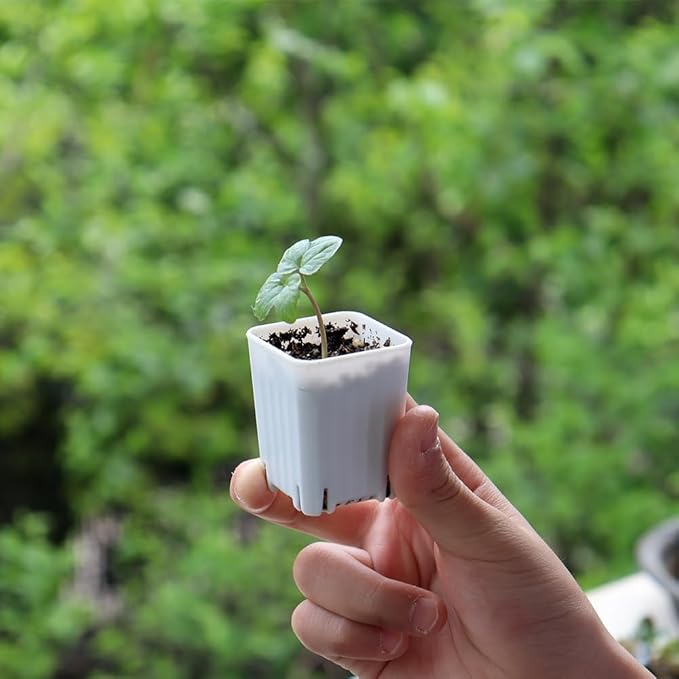 BangQiao 300 Pack 1.55 Inch Tiny White Plastic Square Nursery and Seedling Pot, Mini Transplant Seed Starter Planter with Drain Hole for Germination, Herb, Succulent