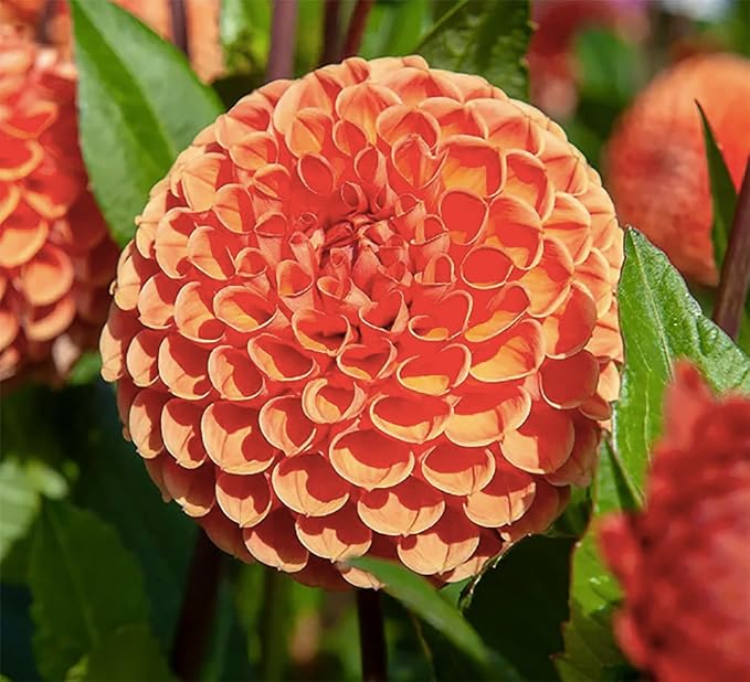 Cornel Bronze Dahlia - 5 Gallon Size Bare Root Tuber - Rich Bronze Blooms for Spring Planting 2025 - Ideal for Outdoor Gardens and Containers