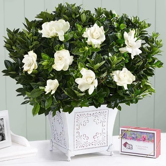 Gardenia Veitchii - Everblooming - Gardenia Jasminoides. Fragrant Evergreen Shrub with Glossy Foliage and Pure White Blooms, Perfect for Pots, Borders, or Gardens (2 Gardenia Veitchii Plants in Sac)