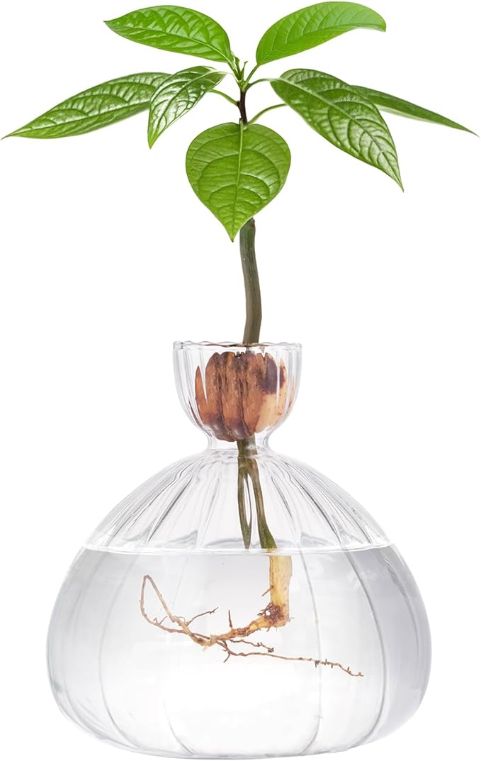Avocado Seed Starter Vase Glass Planter for Hydroponic Plants Clear Grow Pots with Striped Pattern for Indoor Small Tree Growing Kit for Home Office Decoration