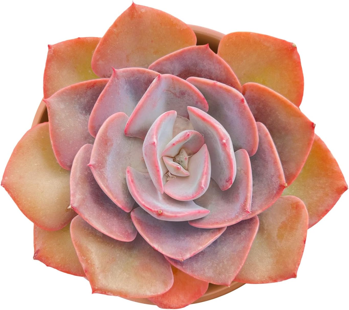 Live Succulents Echeveria 'Dusty Rose' (4-inch), Succulent Plants Fully Rooted in Pots with Soil, Easy-Care House Plant for DIY, Home Office Decor, Wedding Party Favor