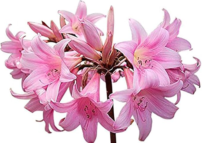 Naked Ladies Amaryllis Belladonna - 3 Pink Bulbs - Stunning Blooms for Outdoor Gardens - Easy-to-Grow Perennial Flowering Plant