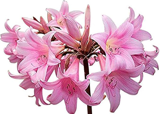 Naked Ladies Amaryllis Belladonna - 3 Pink Bulbs - Stunning Blooms for Outdoor Gardens - Easy-to-Grow Perennial Flowering Plant
