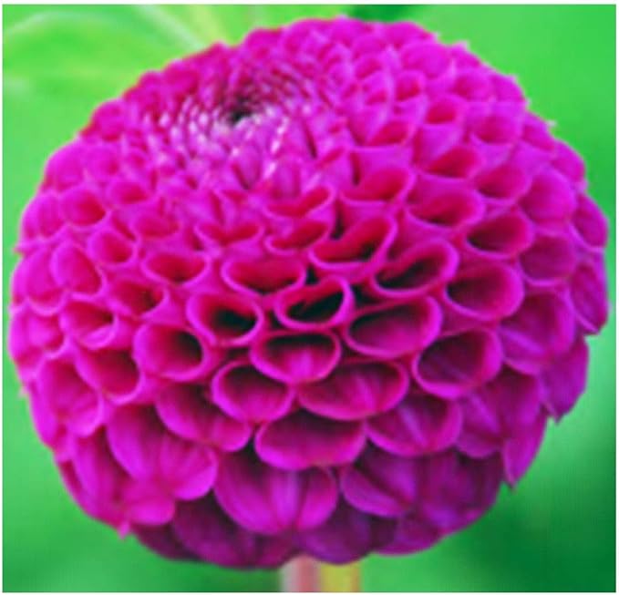 Rocco Dahlia - Large Tuber Pink - Captivating Pink Blooms for Spring Planting 2025 - Perfect for Garden and Floral Displays - 5 Gallon Size Bar Root Tuber