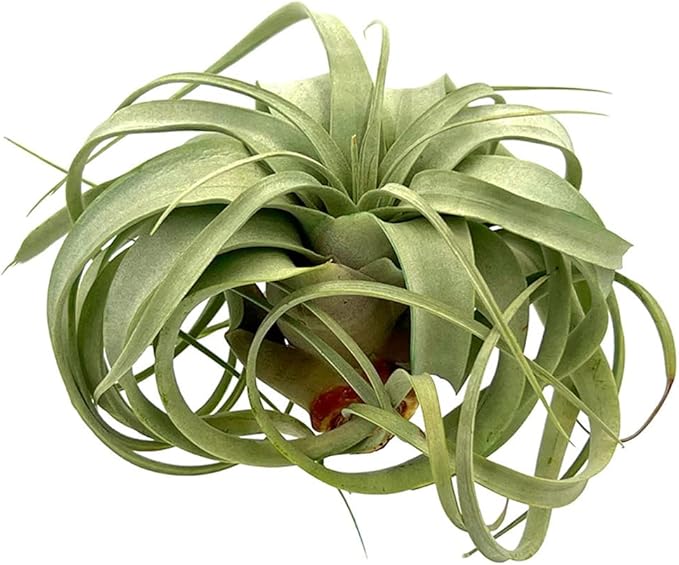 Air Plants - Tillandsia Xerographica, Large 5-7” - 1ct - Live Arrival Gauranteed - House Plants for Home Decor & Gift