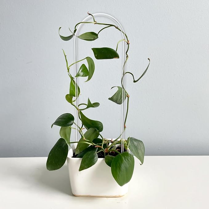 2 Pack U-Shaped Clear Acrylic Trellis for Indoor Plants, Small Plant Trellis for Potted Plants Climbing Plants, Plant Support Hoya Trellis for Vine Ivy Hoya Indoor Outdoor