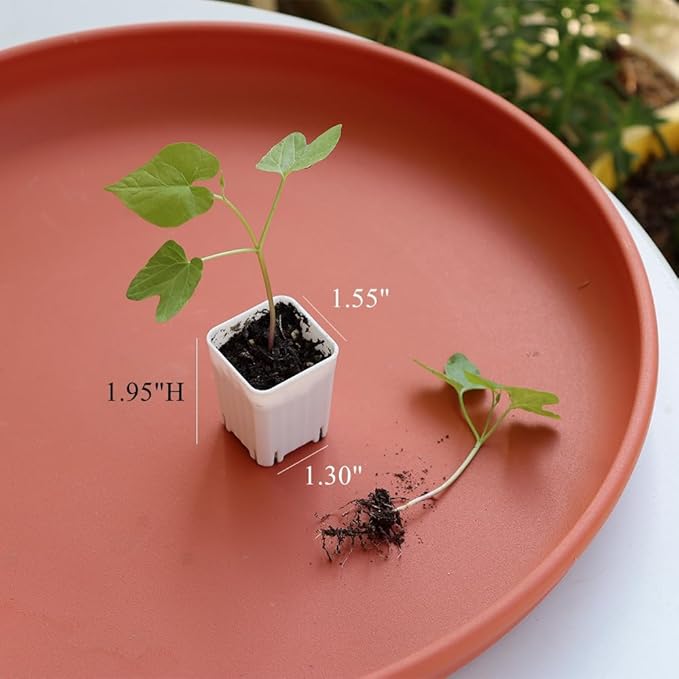 BangQiao 300 Pack 1.55 Inch Tiny White Plastic Square Nursery and Seedling Pot, Mini Transplant Seed Starter Planter with Drain Hole for Germination, Herb, Succulent