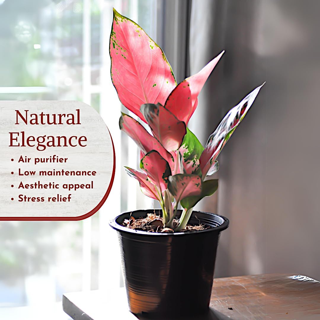 Aglaonema Live Plant Collection (4-Pack) - Chinese Evergreen Plants in 2-Inch Pots | Easy-Care Indoor Houseplants | Perfect for Low Light, Office Decor, and Air Purification