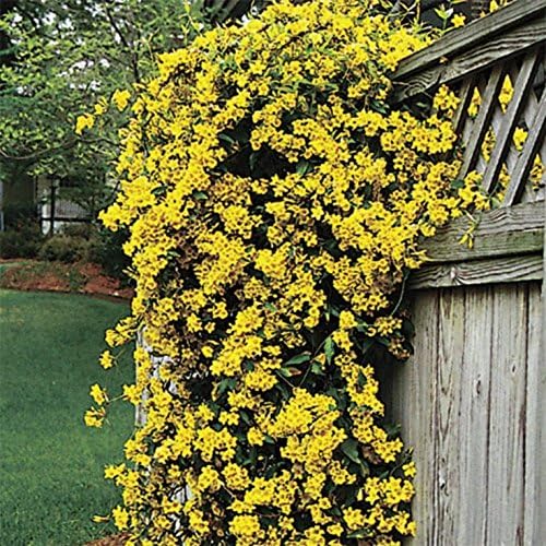 Carolina Jasmine | 20 Live Plants | Gelsemium Sempervirens | Fragrant Yellow Blooms, Evergreen Vine, Low Maintenance, Fast Growing, Climbing, Attracts Pollinators, Garden Trellis