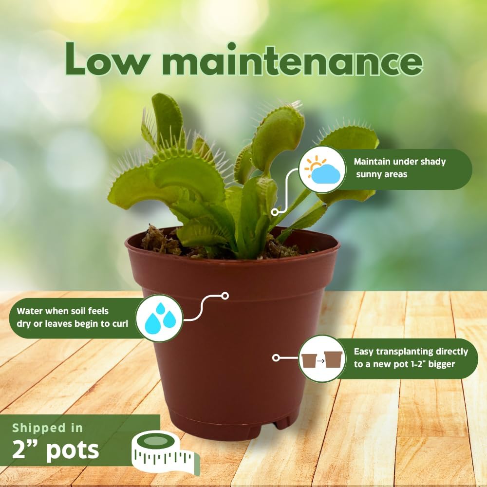 BubbleBlooms Carnivorous Plant Assortment Set, 3 Different Plant Species in 2 inch Pots