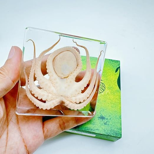 Resin-Encased Octopus Specimen: Authentic Taxidermy for Science Education, Classroom Display & Collectors - Ideal Gift for Biology Enthusiasts, Oddities Collectors & Skull Art Aficionados