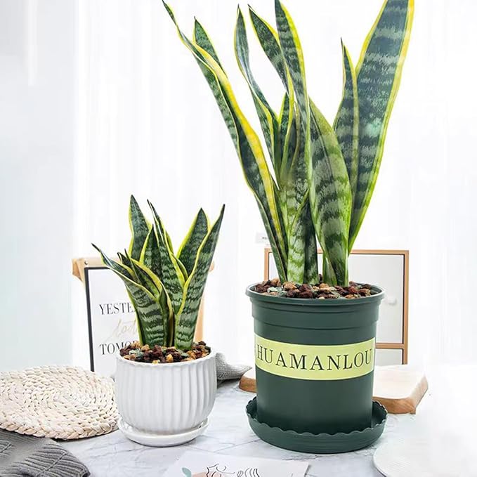 Succulent Cactus Soil Potting Mix Horticultural Lava Rocks Bonsai Soil for Indoor Plants Drainage Volcanic Rock for Terrarium Gardening Top Dressing 10lb