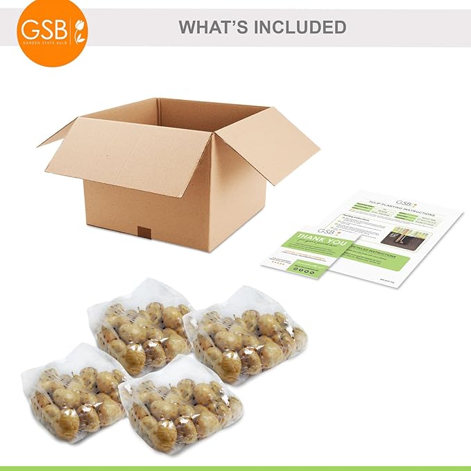 Garden State Bulb Darwin Hybrid Festival Mix Tulip Flower Bulbs, 12/+ cm, Fall Planting (Bag of 100)