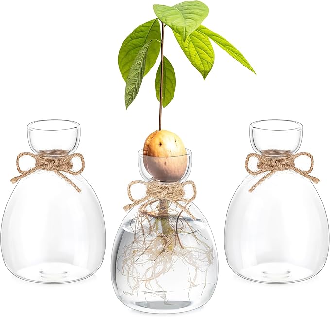Hewory Avocado Seed Starter Vase: 3 Pcs Glass Avocado Tree Growing Kit Pot for Indoor Plant - Rustic Acorn Vases for Plant Gardening Lovers