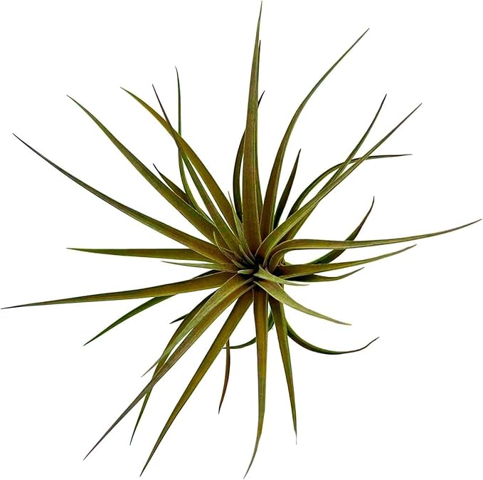 Air Plants - Flowering Tillandsia Stricta Large 5" - 3ct - Live Arrival Guaranteed - House Plants for Home Decor & Gift