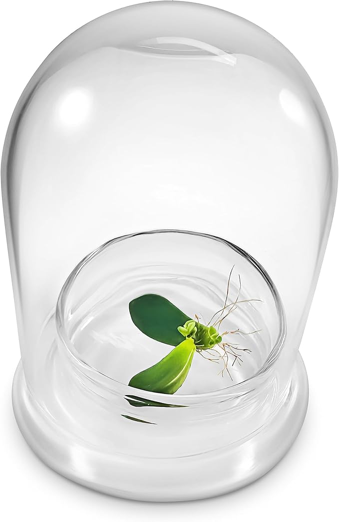 Bloomify Terra Gel Plant Propagation Seed Starter Tray with Glass Dome – Advanced Technology Gardening Supplies Plant Propagation Station for Succulents – Easy to Use Seed Starter Kit