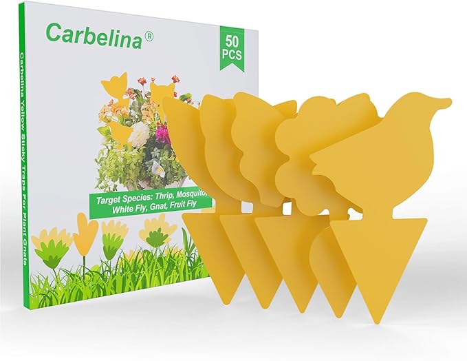 Gnat Traps for House Indoor Plants, Fruit Fly Traps for Indoors Sticky, Fungus Gnat Sticky Trap, 50pcs, Non-Toxic, Odorless, Harmless to Vegetables, Fruits, Plants