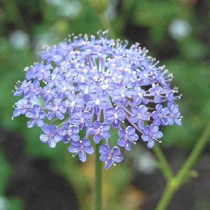 Blue Lace Flower Seeds - 200 Seeds - Didiscus Caeruleus - Similar Annual to Queen Anne's Lace - Ammi Majus