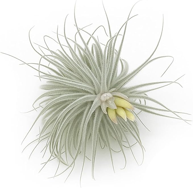 Live air Plant - Tillandsia Tectorum Air Plant 4-6" – 1ct – Unique Shape with Silvery Fuzz – Low Maintenance Houseplant – Perfect for Decor, Terrariums, Gifts - Live Arrival Guaranteed